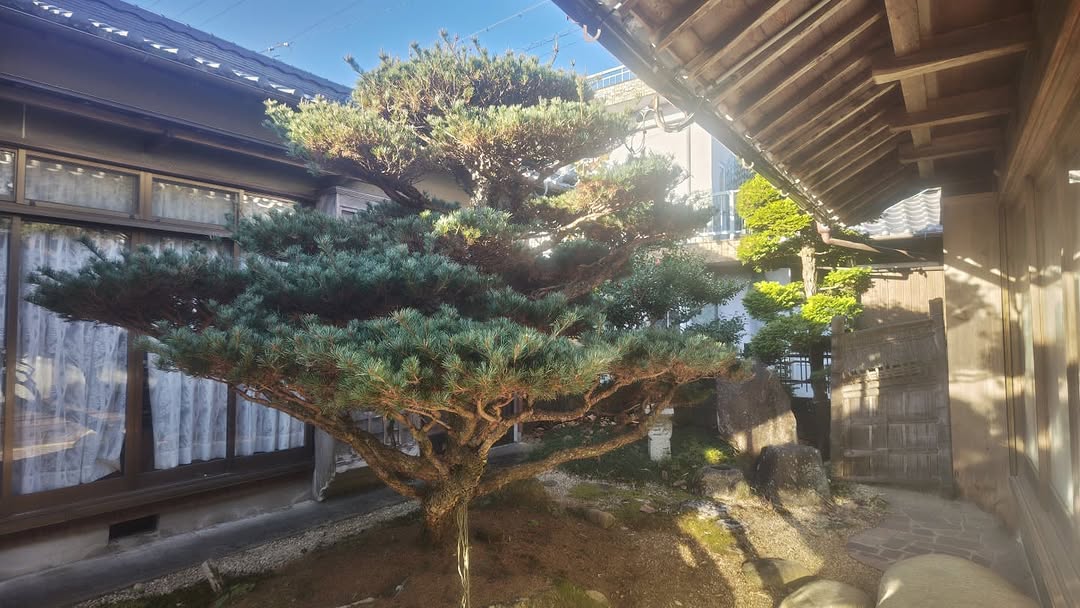 施工前②:枝葉が広がった松の木|三重県津市