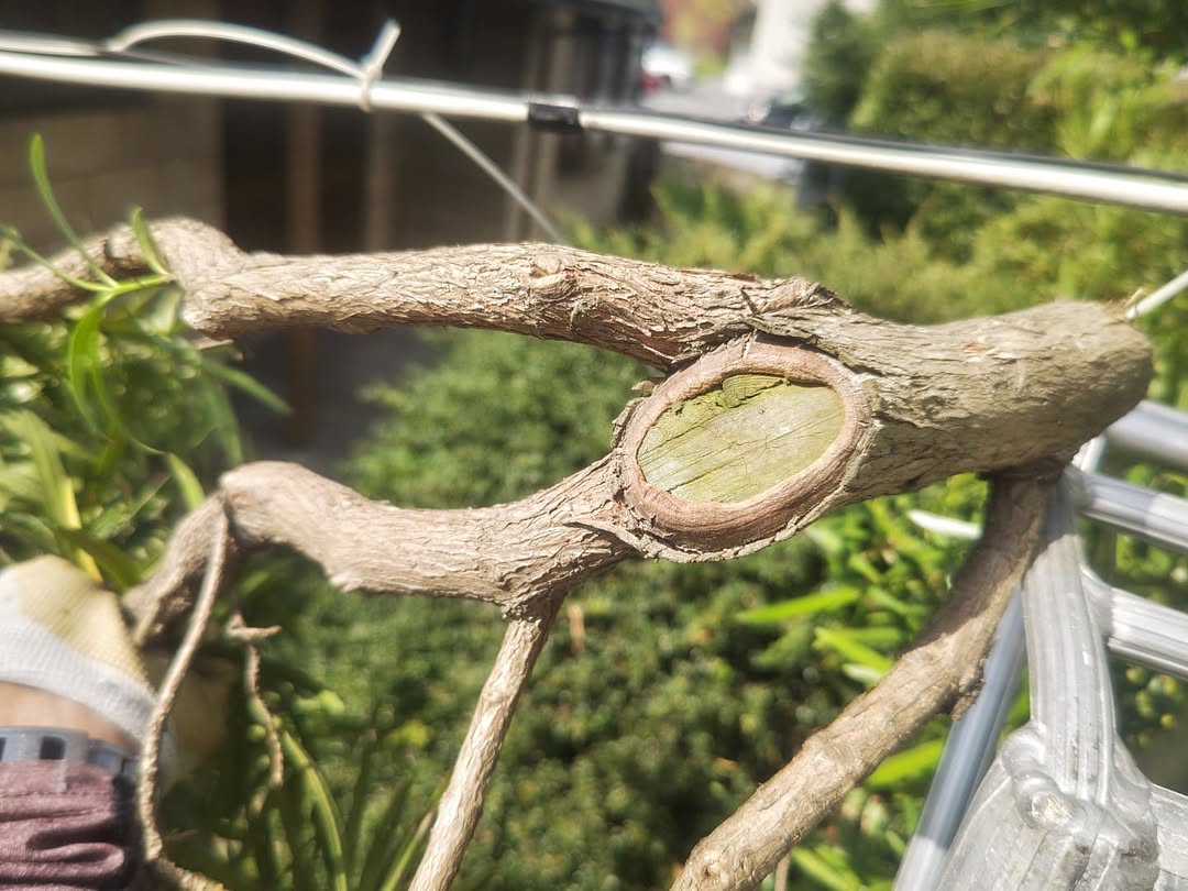 4年前の剪定切り口にカルスが形成された様子｜三重県津市