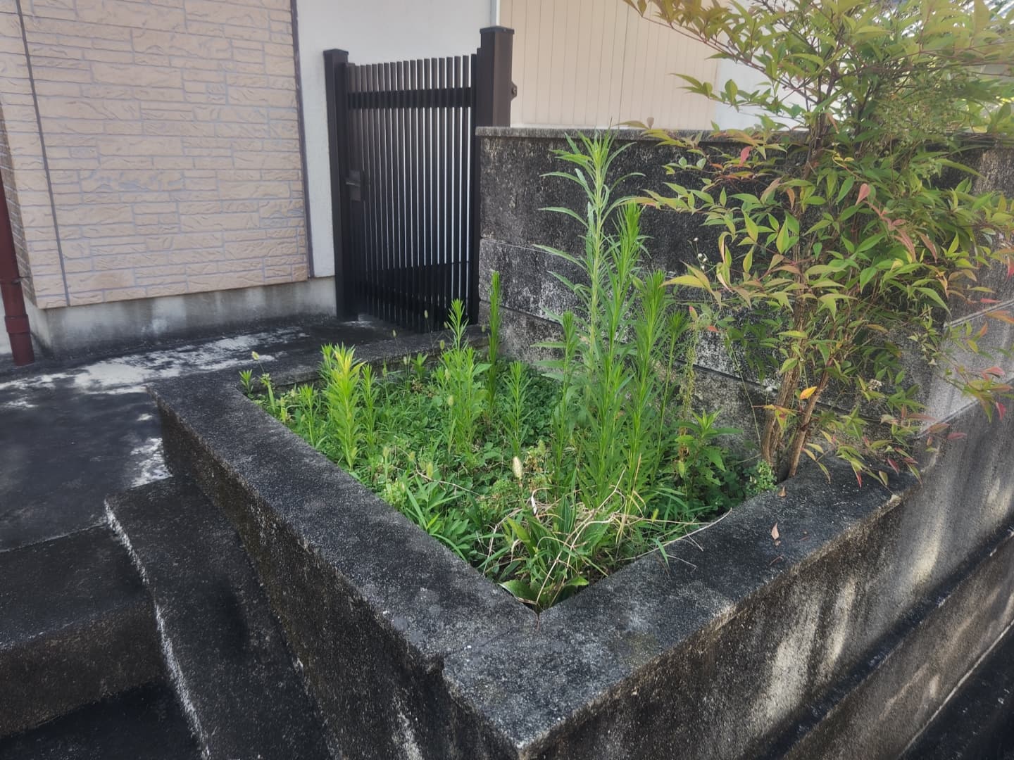 施工前：花壇内に雑草が密生