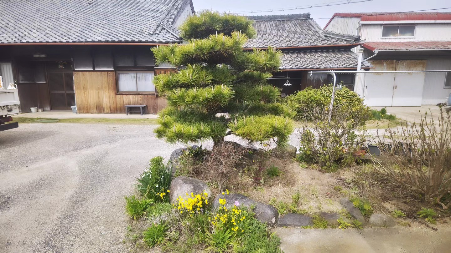 施工前：玄関前の松の木と庭石｜三重県鈴鹿市