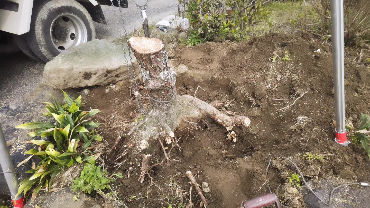 施工中①：チェーンブロックによる抜根作業｜三重県鈴鹿市