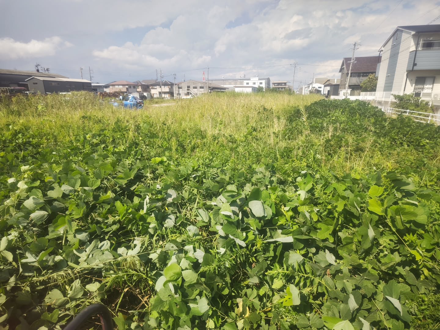 施工前：つる性の雑草が敷地一面に繁茂